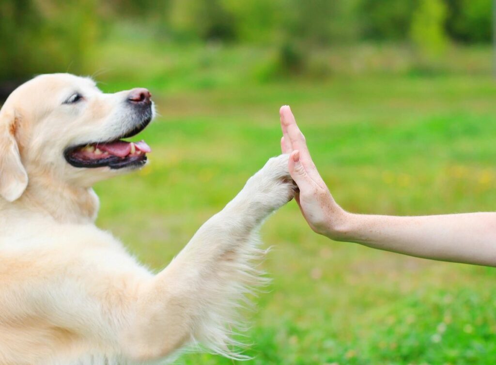 dog high five