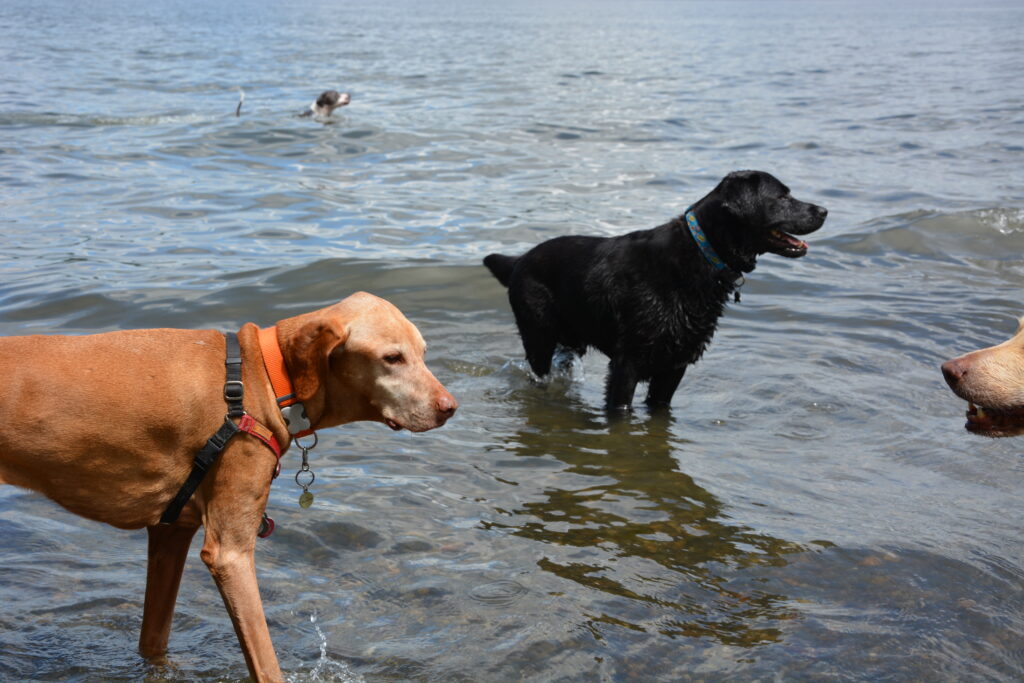 Dogs at the water at Magnuson